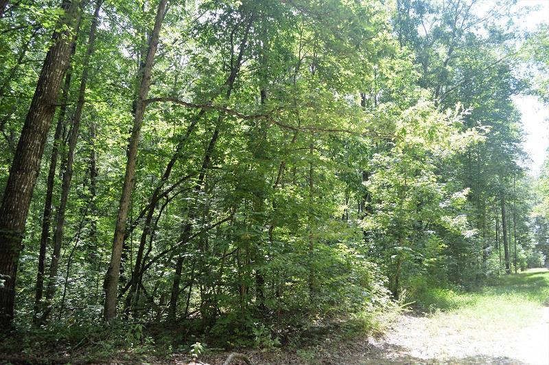 0 Deer Run Road, Unit 245 Altamont, TN 37301 - Photo 4 of 6 There are 5.10 acres and lots of mature