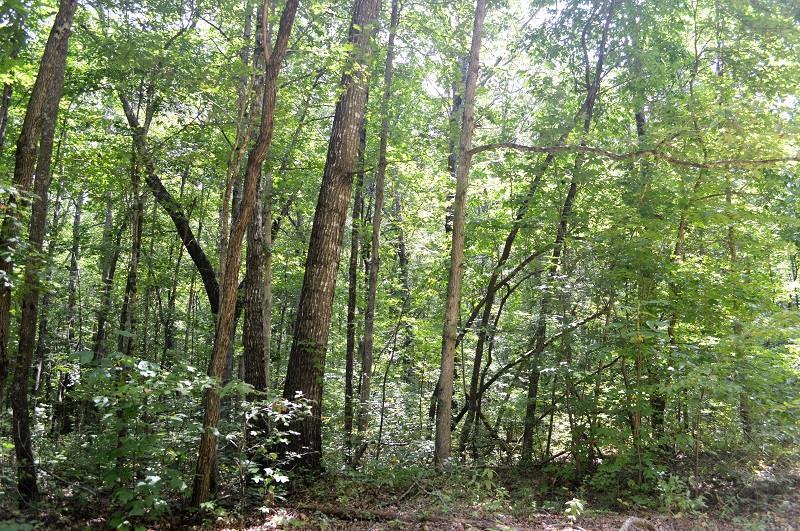 0 Deer Run Road, Unit 245 Altamont, TN 37301 - Photo 5 of 6 Easement to the land to enjoy your seren