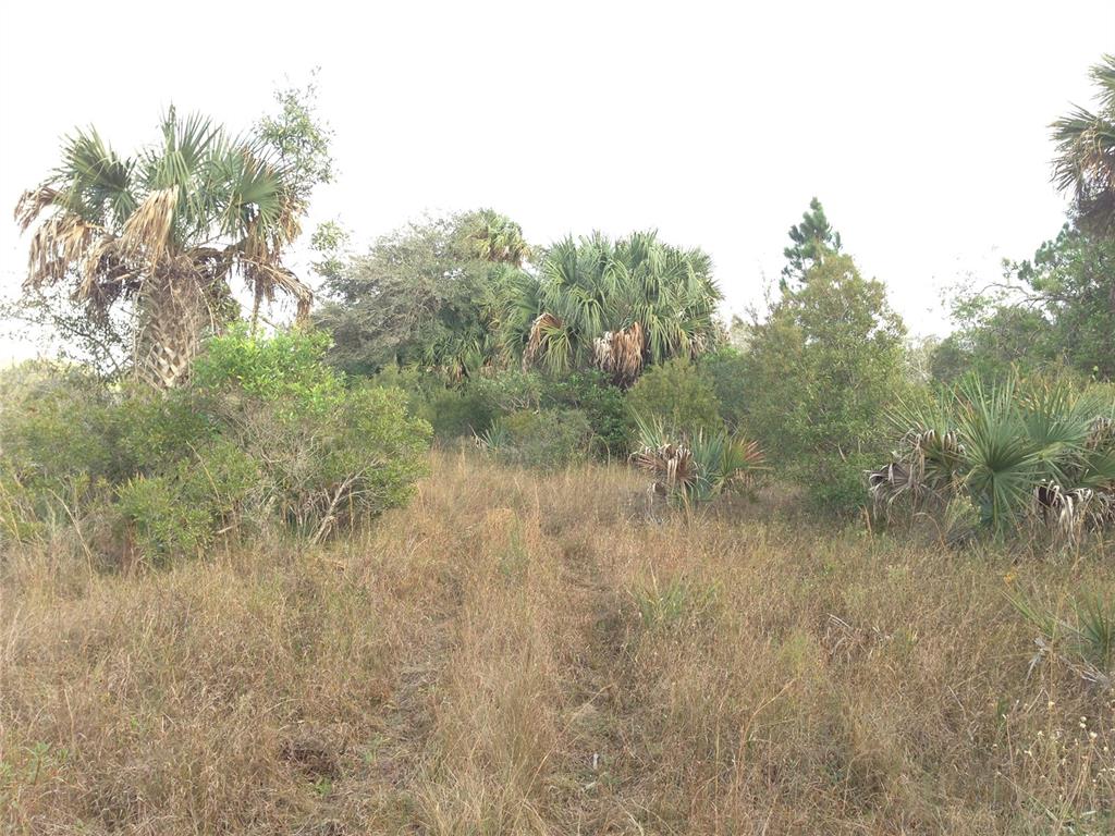 50670 Bermont Road Punta Gorda, FL 33982 - Photo 9 of 17 a view of a forest with trees in the background