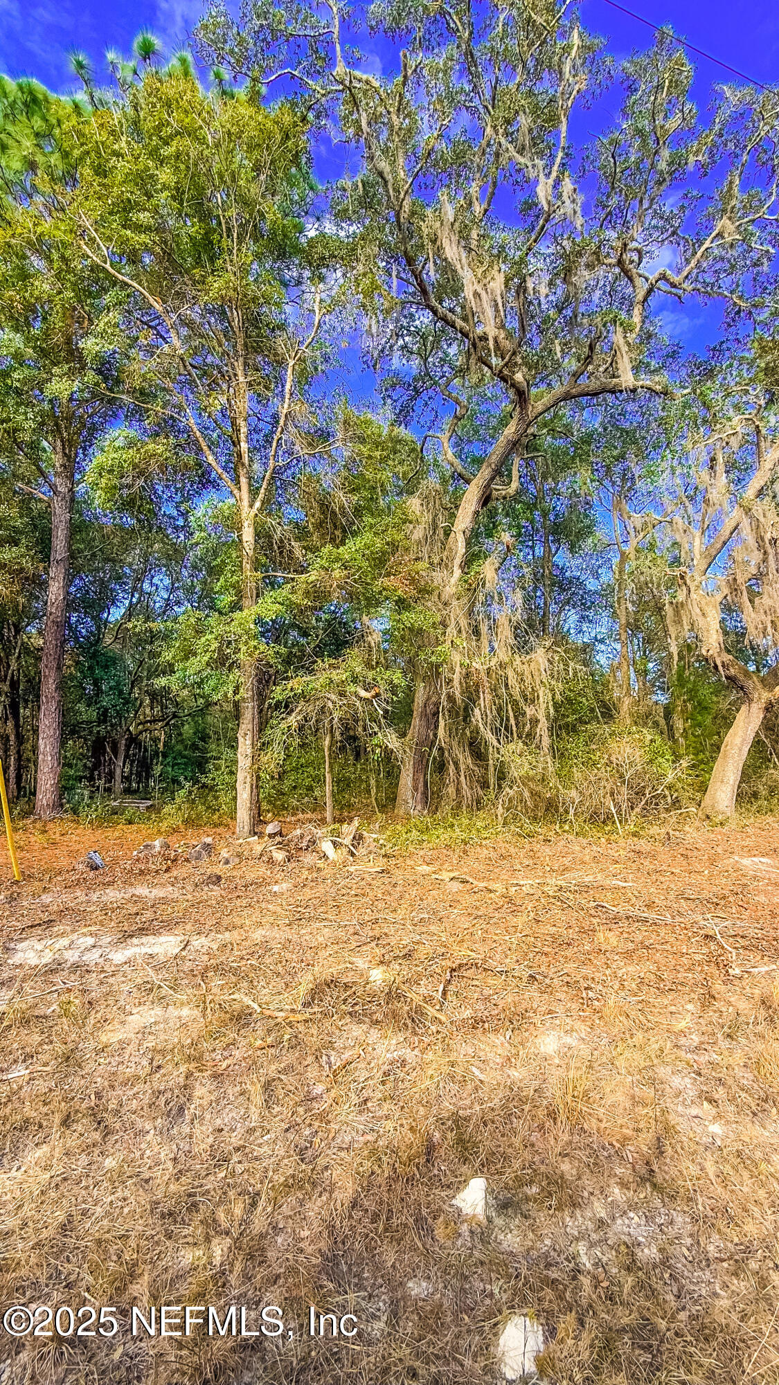 124 Lancaster Street Interlachen, FL 32148 - Photo 2 of 7 a view of a yard with an trees