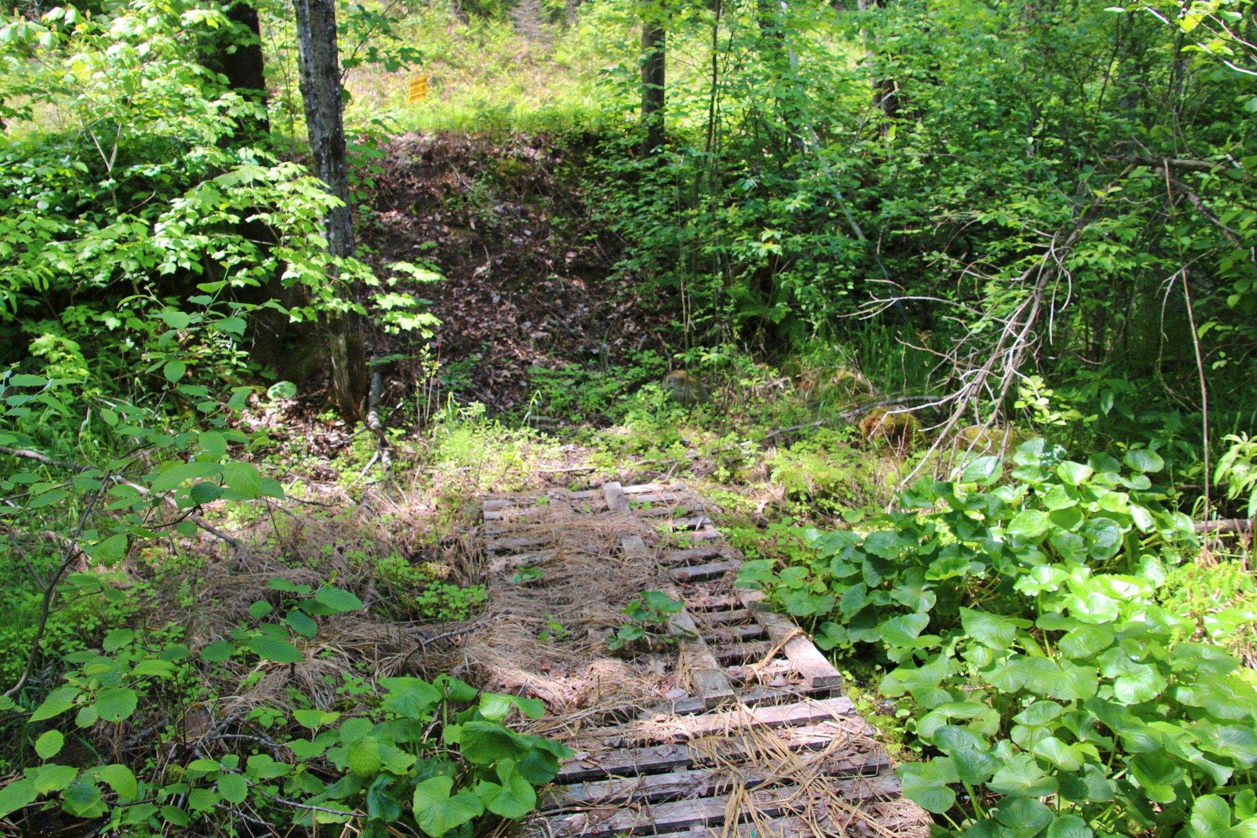 Bogus Road Deerbrook, WI 54424 - Photo 55 of 78