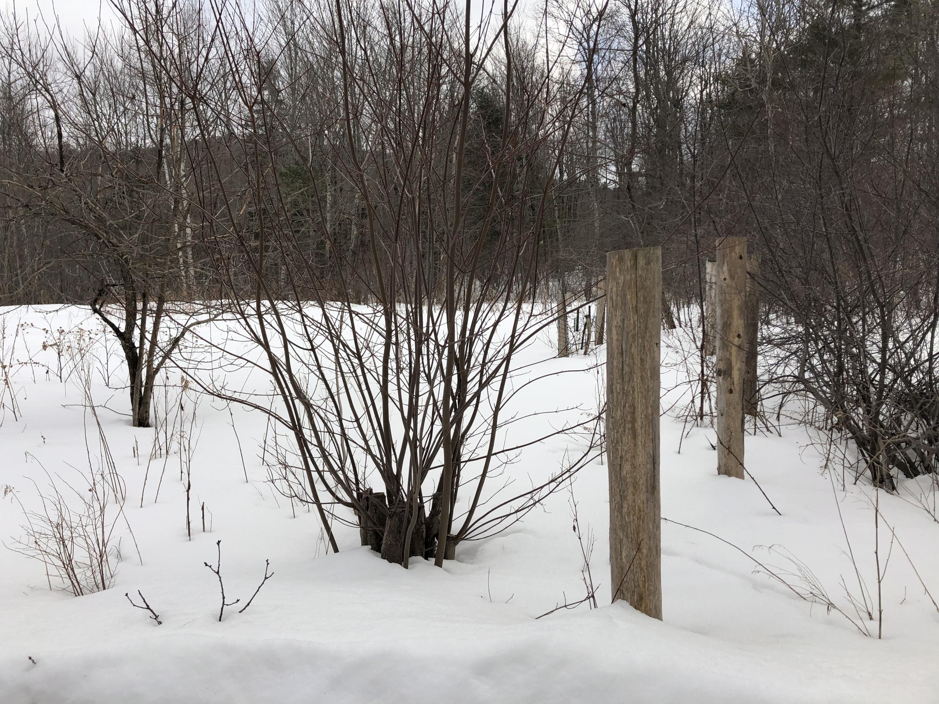 183 Bog Road Northport, ME 04849 - Photo 4 of 12 IMG_1725