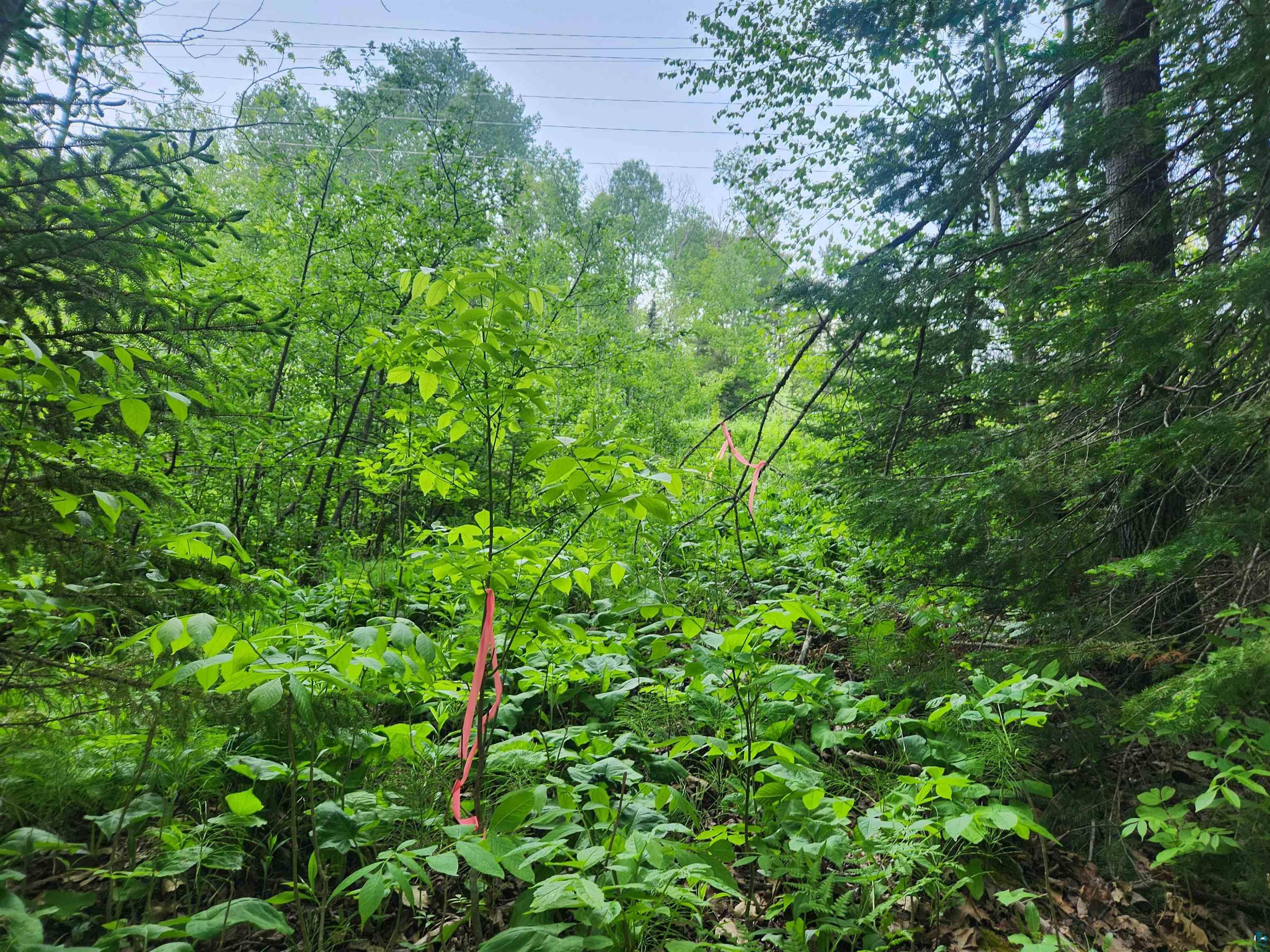 Xxx McCulloch Road Washburn, WI 54891 - Photo 11 of 33 Gallery Image 11