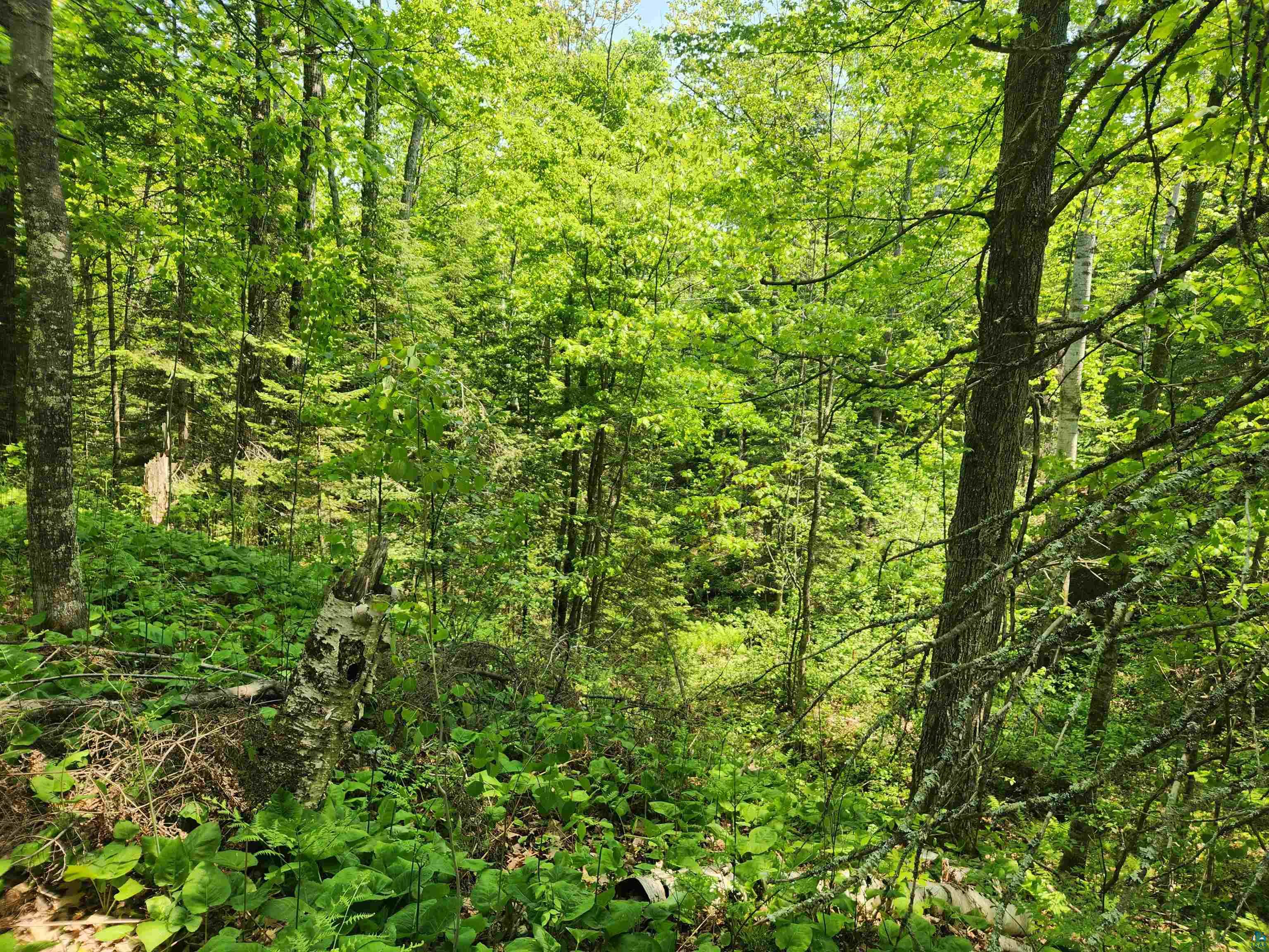 Xxx McCulloch Road Washburn, WI 54891 - Photo 12 of 33 Gallery Image 12