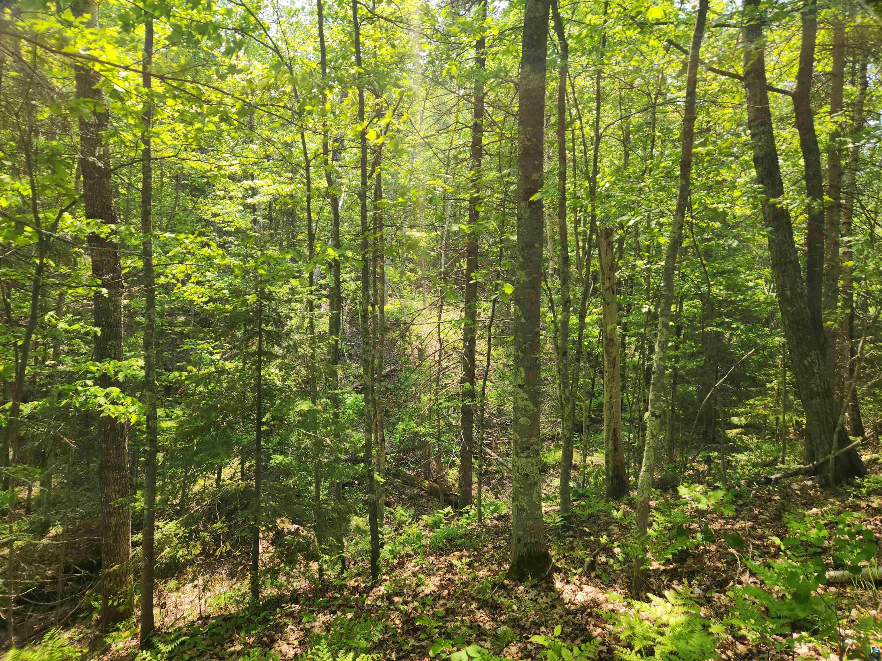 Xxx McCulloch Road Washburn, WI 54891 - Photo 13 of 33 Gallery Image 13
