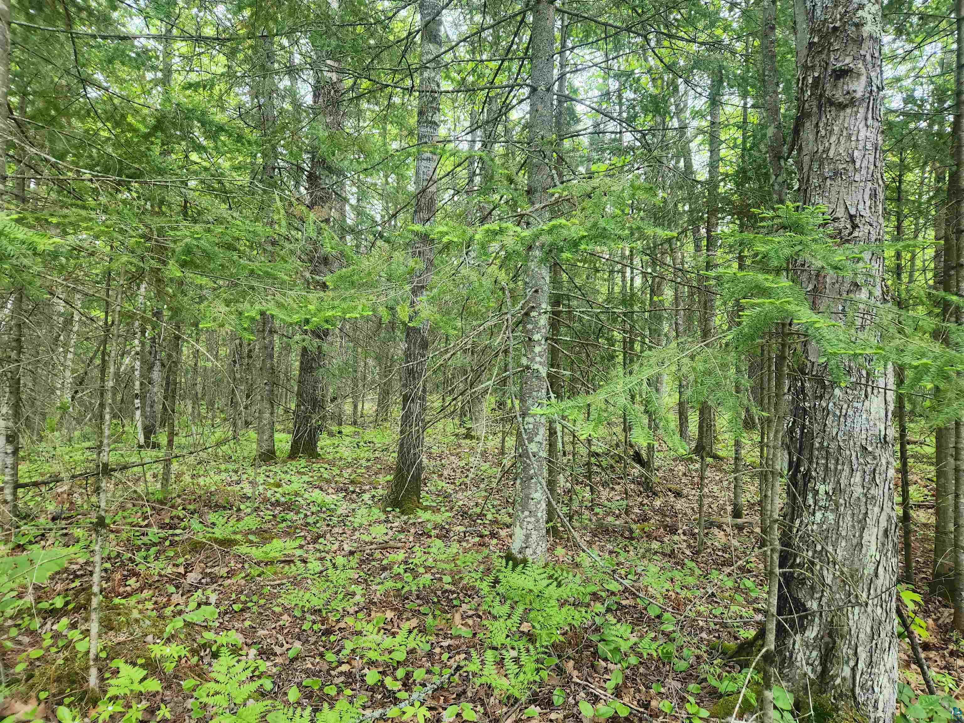 Xxx McCulloch Road Washburn, WI 54891 - Photo 6 of 33 Gallery Image 6