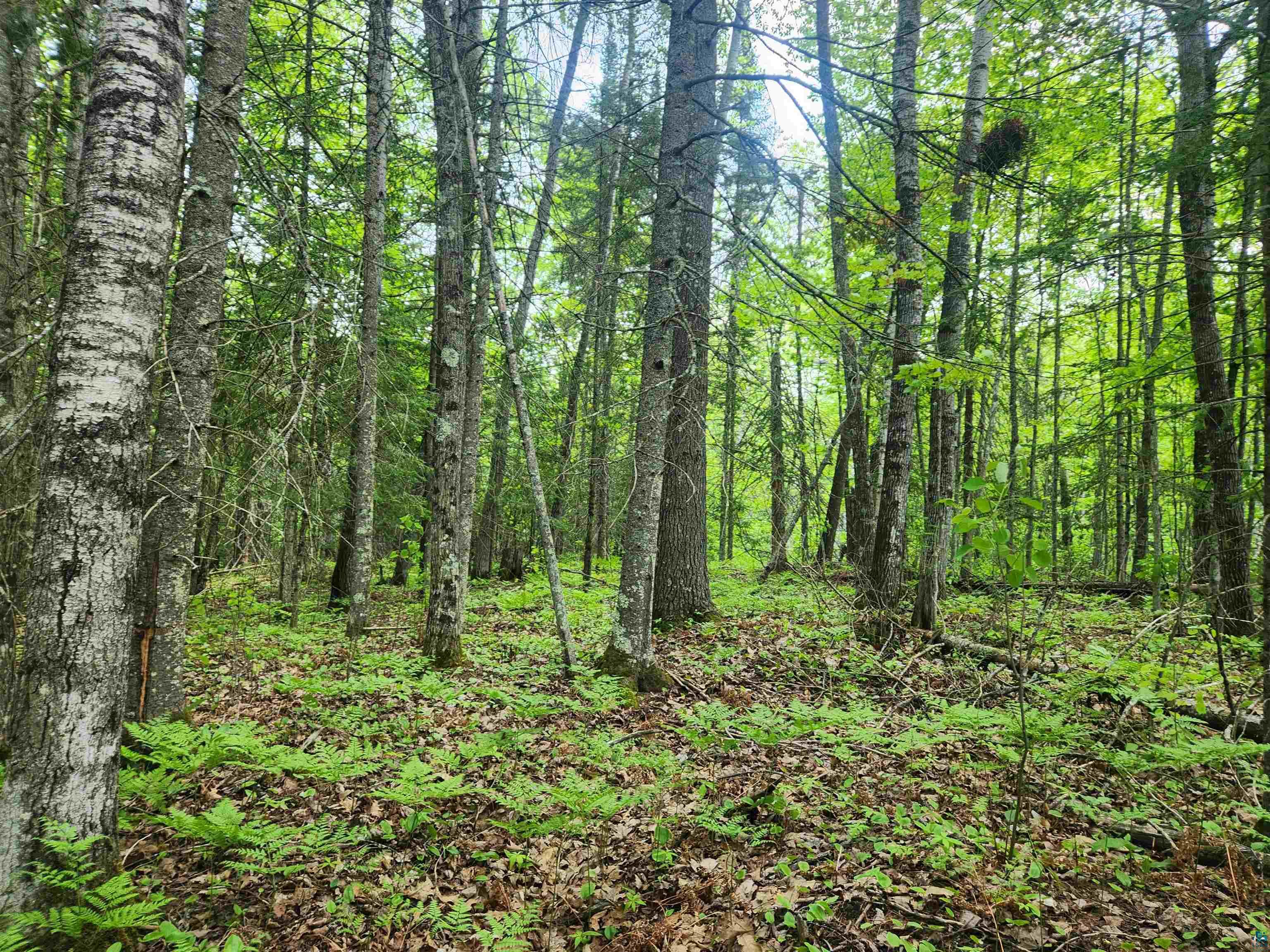 Xxx McCulloch Road Washburn, WI 54891 - Photo 7 of 33 Gallery Image 7