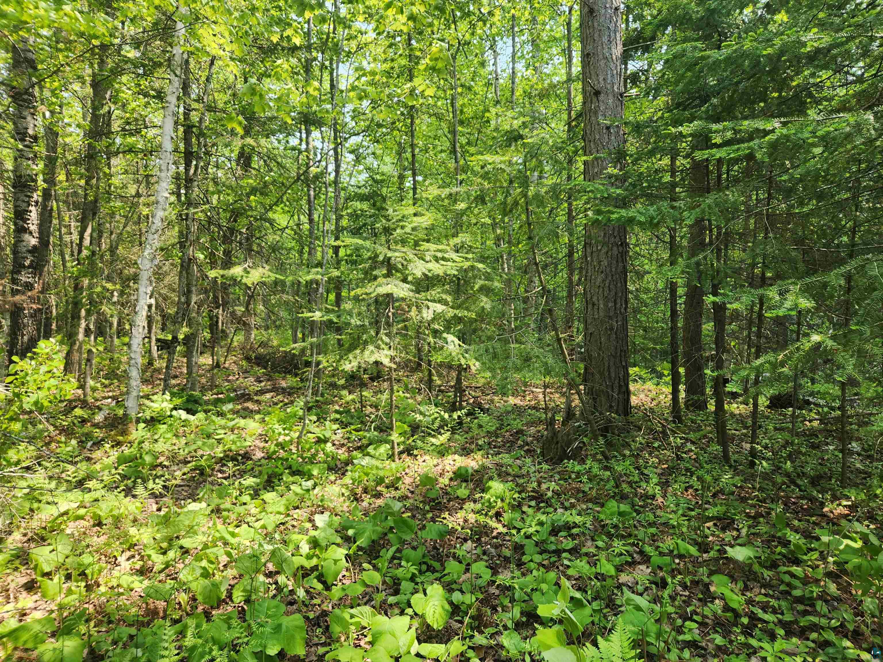 Xxx McCulloch Road Washburn, WI 54891 - Photo 8 of 33 Gallery Image 8