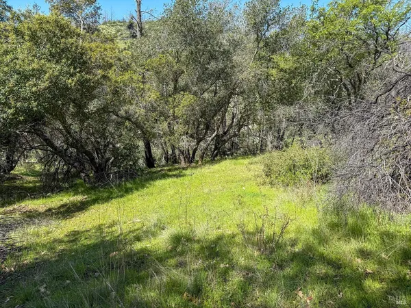 a view of some trees in the forest