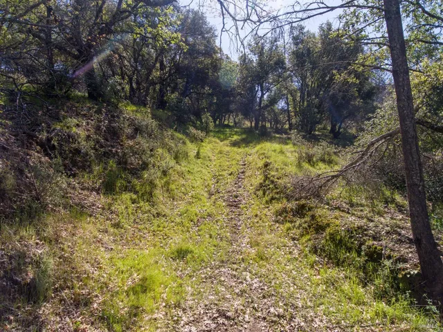 a view of a yard with a tree