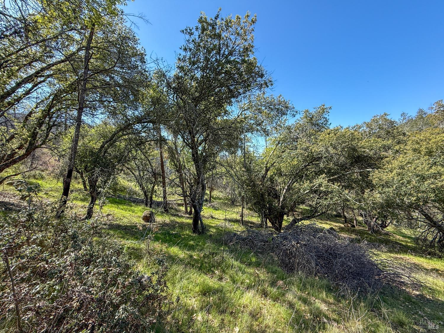 7935 St Helena Road Santa Rosa, CA 95404 - Photo 13 of 42 a view of some trees in the forest