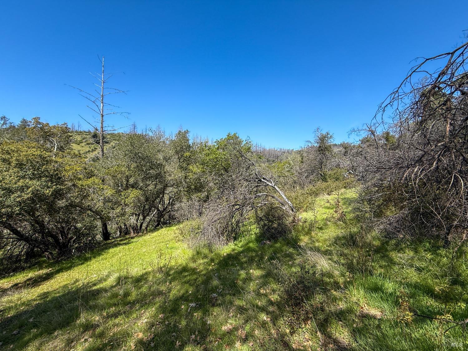 7935 St Helena Road Santa Rosa, CA 95404 - Photo 14 of 42 a view of a yard with a tree
