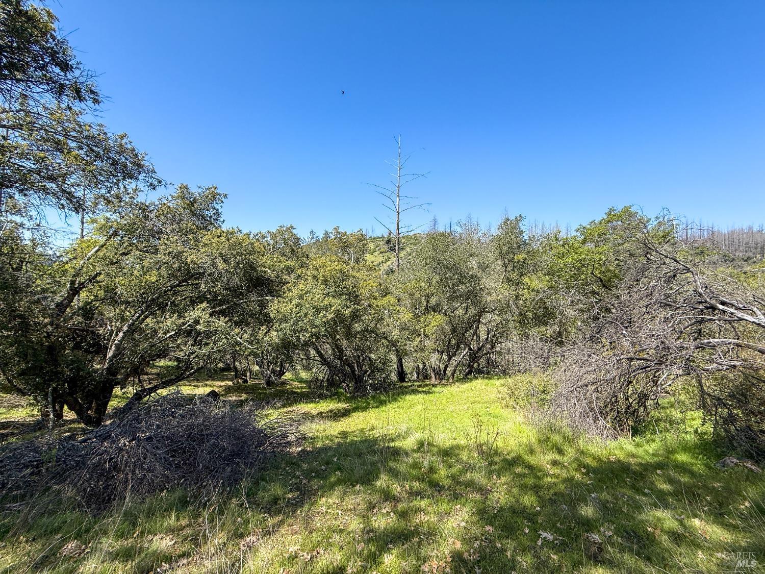 7935 St Helena Road Santa Rosa, CA 95404 - Photo 15 of 42 a view of a yard with a tree