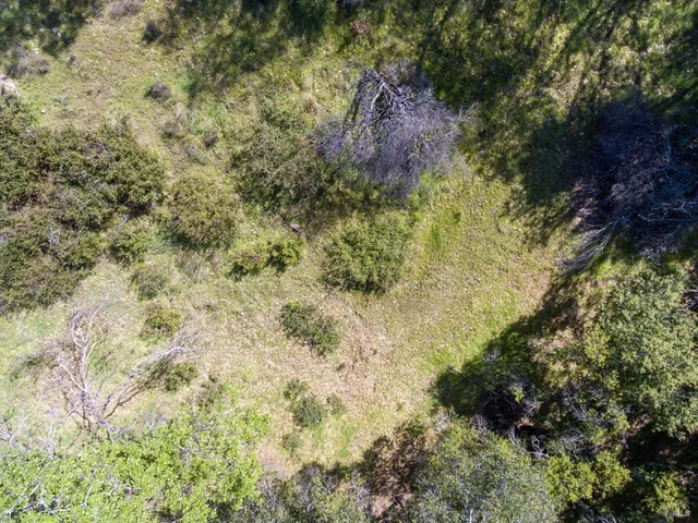 a view of a forest with a tree