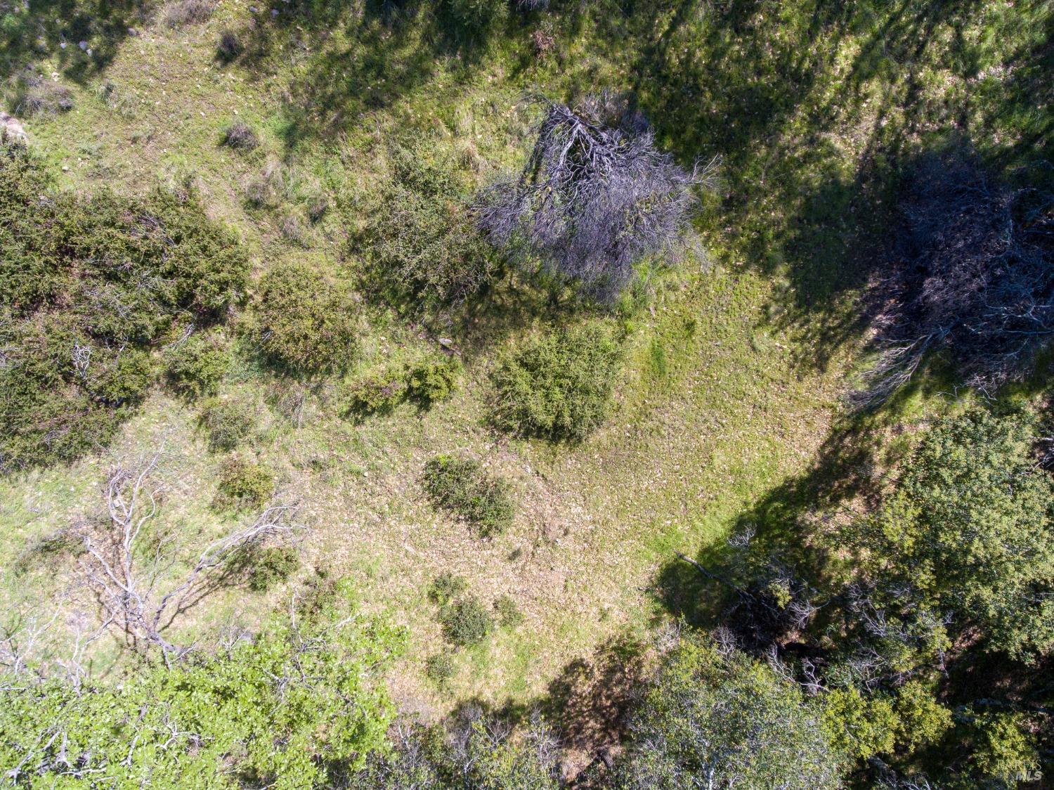 7935 St Helena Road Santa Rosa, CA 95404 - Photo 16 of 42 a view of a forest with a tree