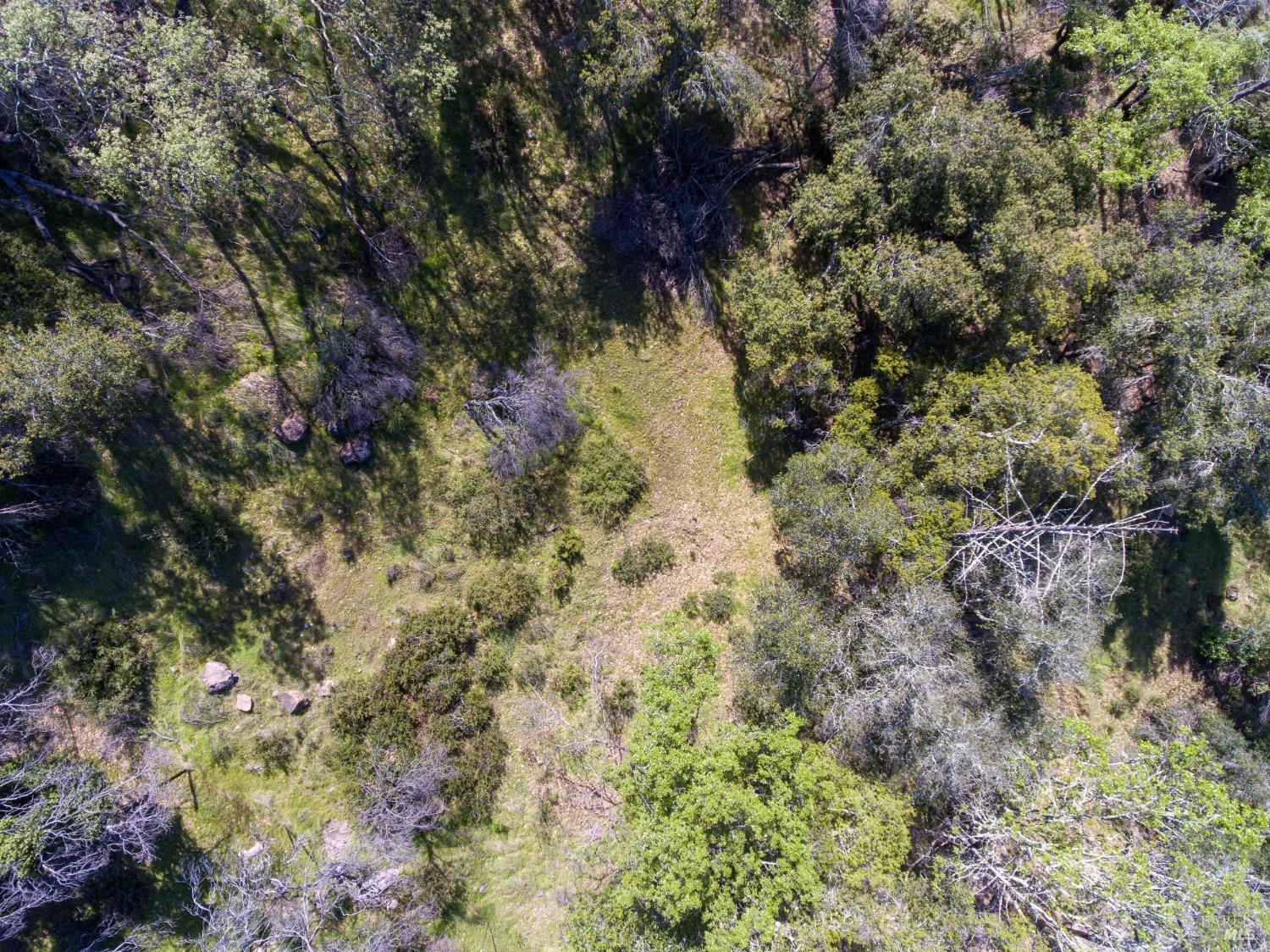 7935 St Helena Road Santa Rosa, CA 95404 - Photo 17 of 42 a view of a forest with a tree