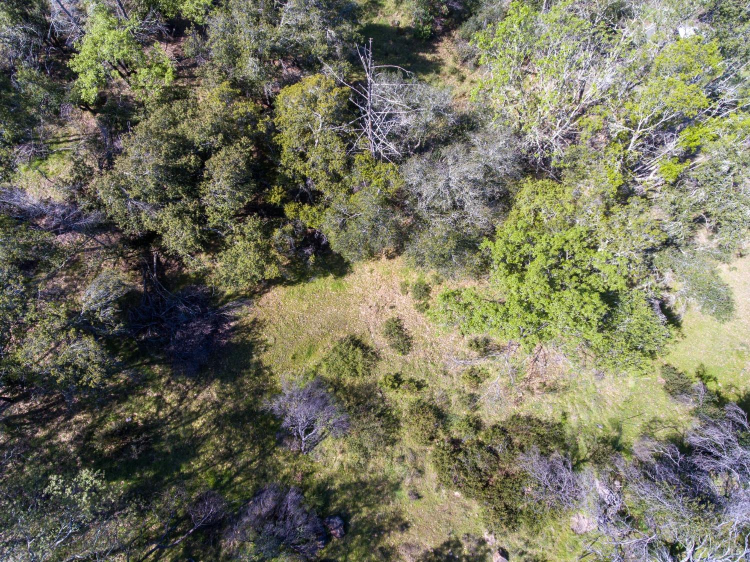 7935 St Helena Road Santa Rosa, CA 95404 - Photo 18 of 42 a view of a forest with a tree