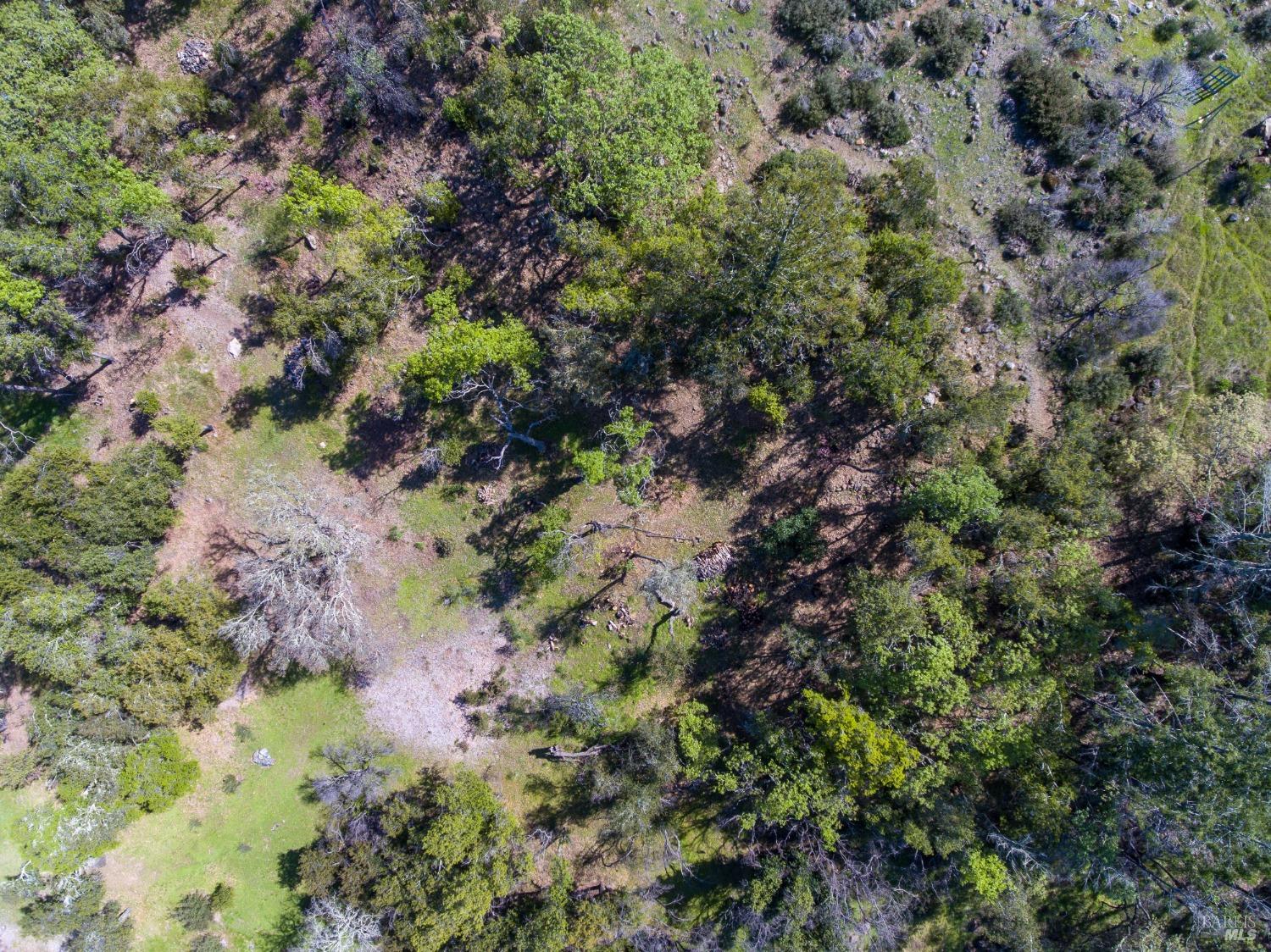 7935 St Helena Road Santa Rosa, CA 95404 - Photo 19 of 42 a view of a forest with a tree