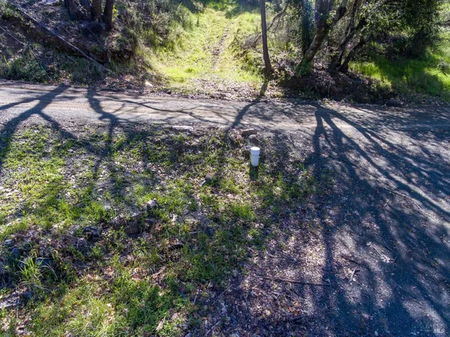 a view of a forest filled with trees