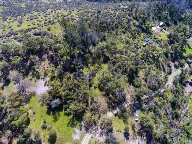 a view of a forest with a tree
