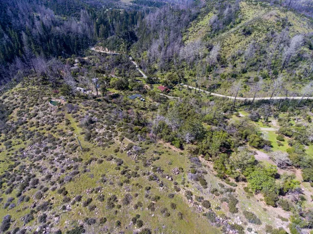 a close up of a plant in a forest