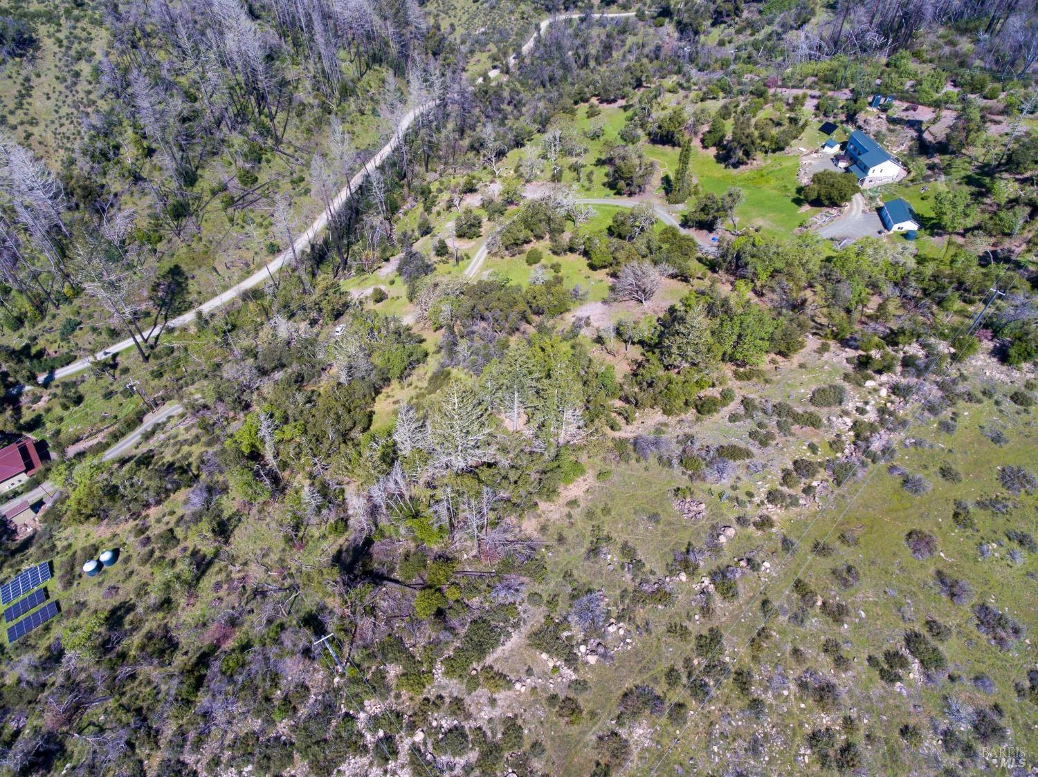 7935 St Helena Road Santa Rosa, CA 95404 - Photo 34 of 42 a close up of a plant in a forest