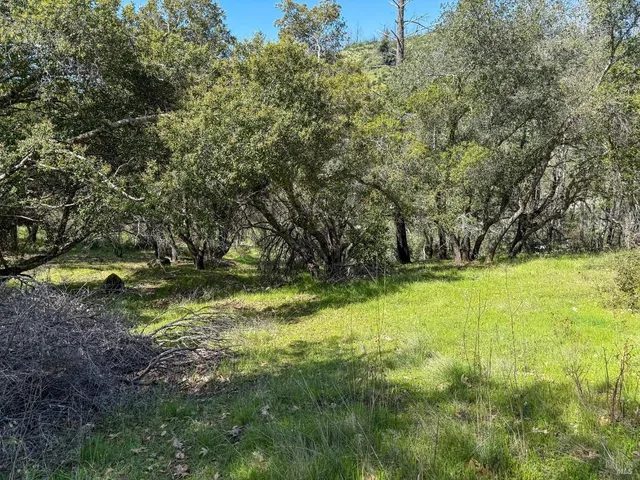a view of an outdoor space with a tree