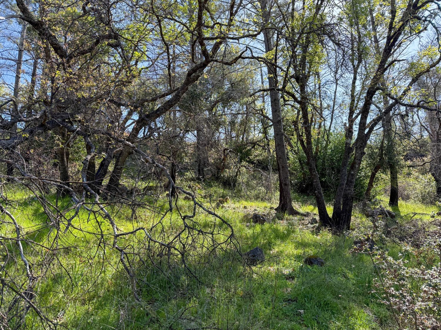7935 St Helena Road Santa Rosa, CA 95404 - Photo 10 of 42 a view of an outdoor space with a tree