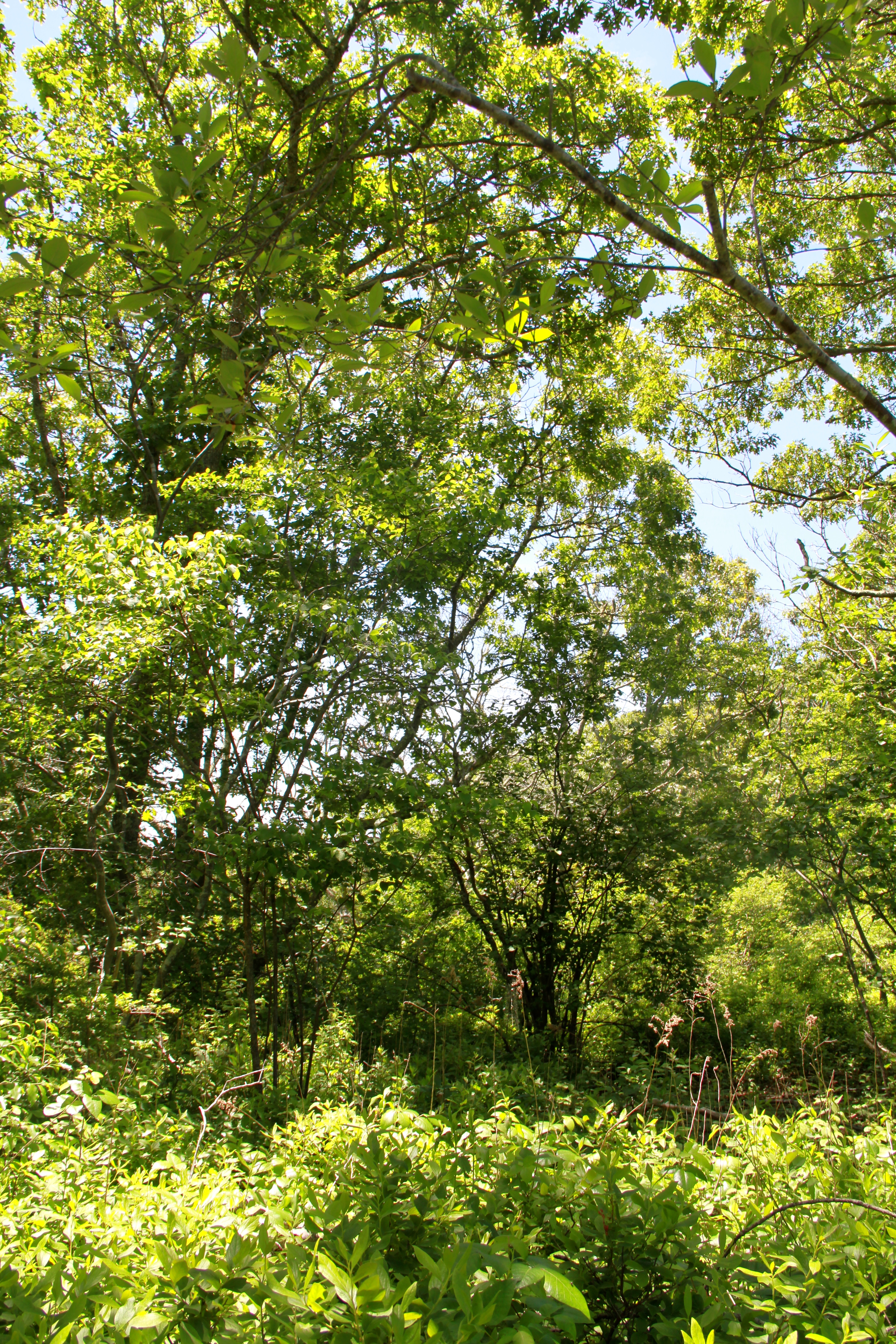 4 South Road Aquinnah, MA 02535 - Photo 7 of 12 Gallery Image 7