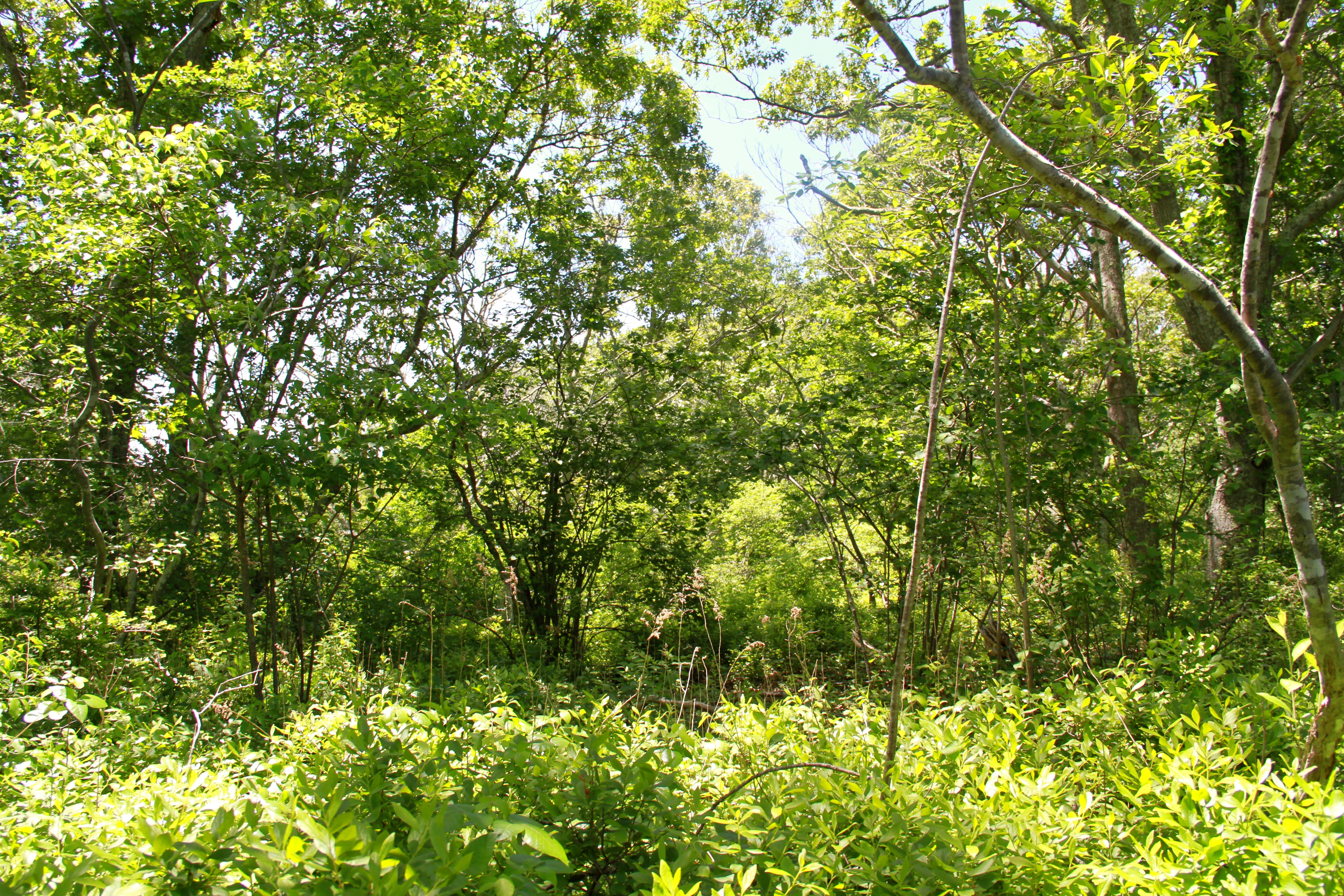 4 South Road Aquinnah, MA 02535 - Photo 9 of 12 Gallery Image 9