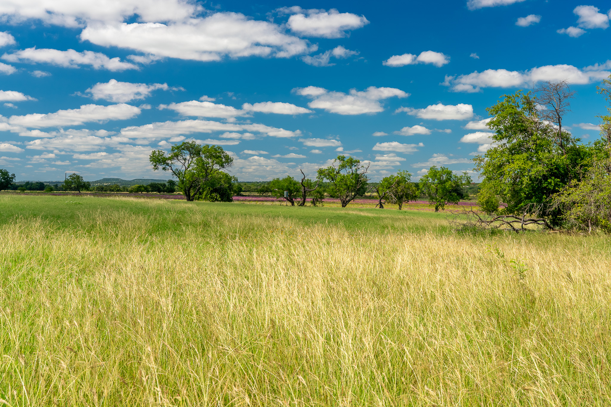 8044 580th Street East Kempner, TX 76539 - Photo 19 of 40 Vast green fields stretch toward a distant tree line under a brilliant blue sky dotted with clouds.
