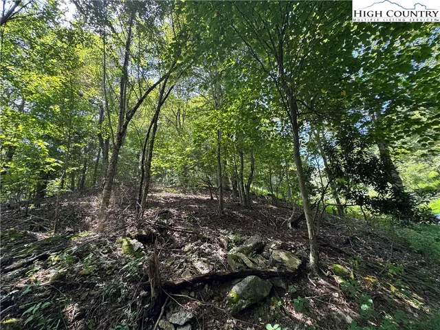a view of a forest with trees in the background