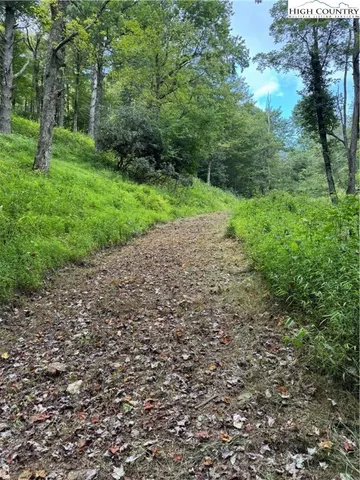 a view of a field with plants and trees