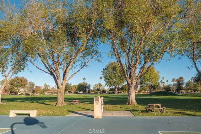 a palm tree sitting in middle of a field