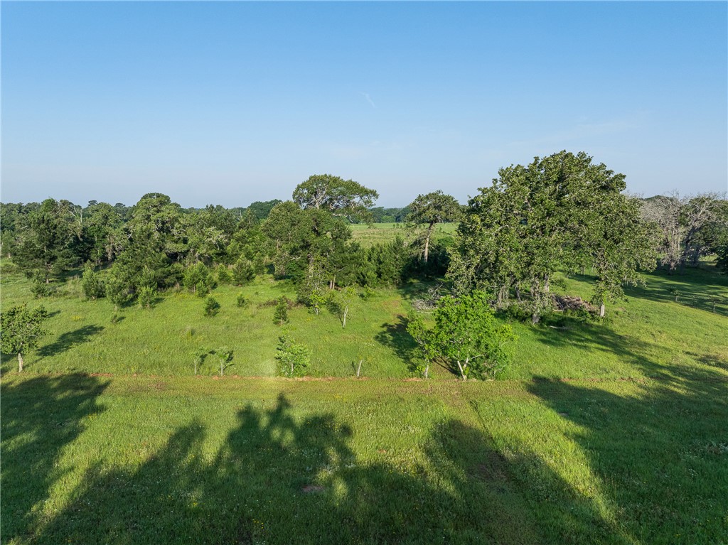 26795 Rice Road Hockley, TX 77447 - Photo 19 of 19 a view of a big yard with a large tree and plants
