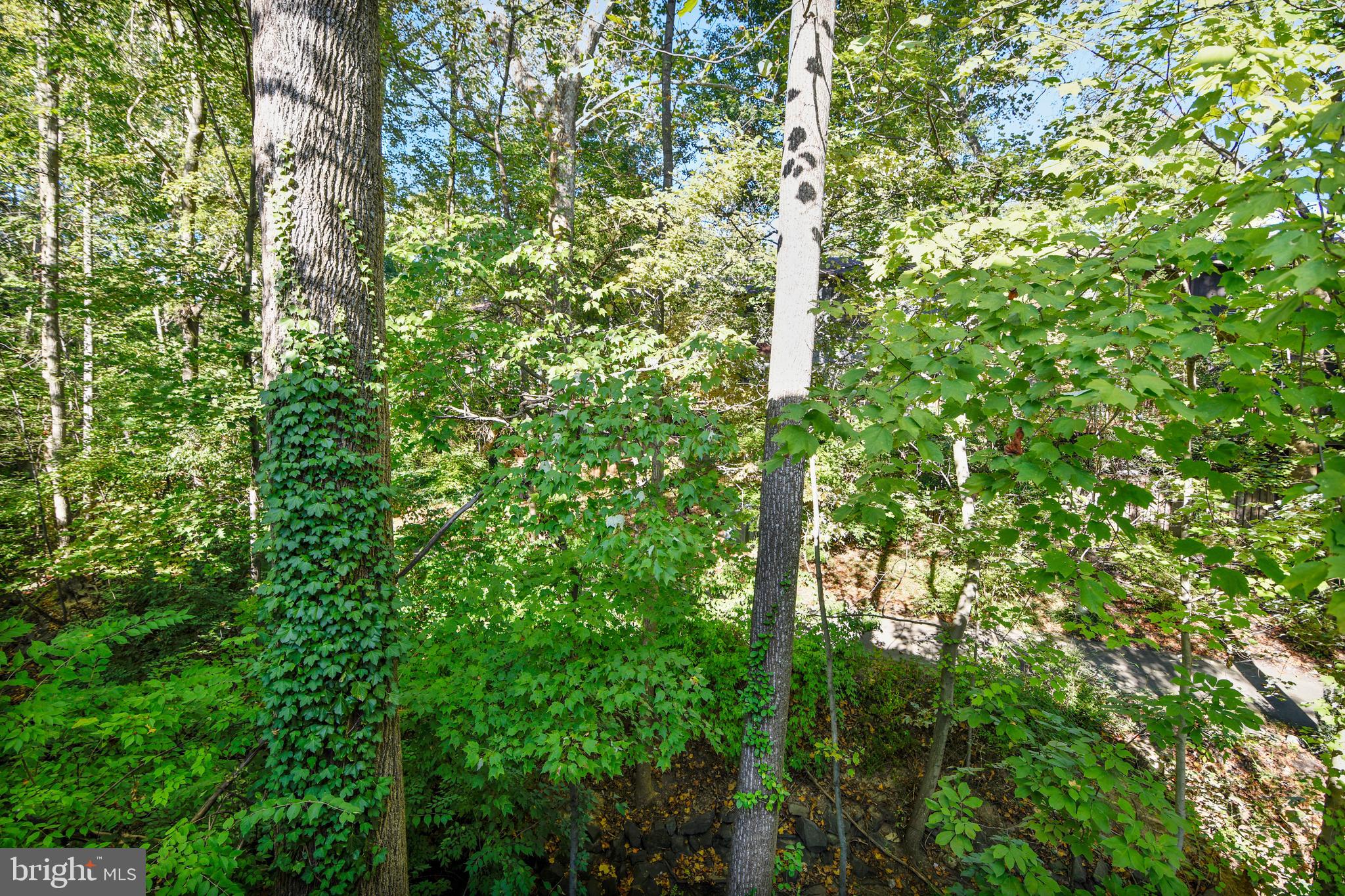 11966 Greywing Court Reston, VA 20191 - Photo 63 of 79 Beautiful Tree Views