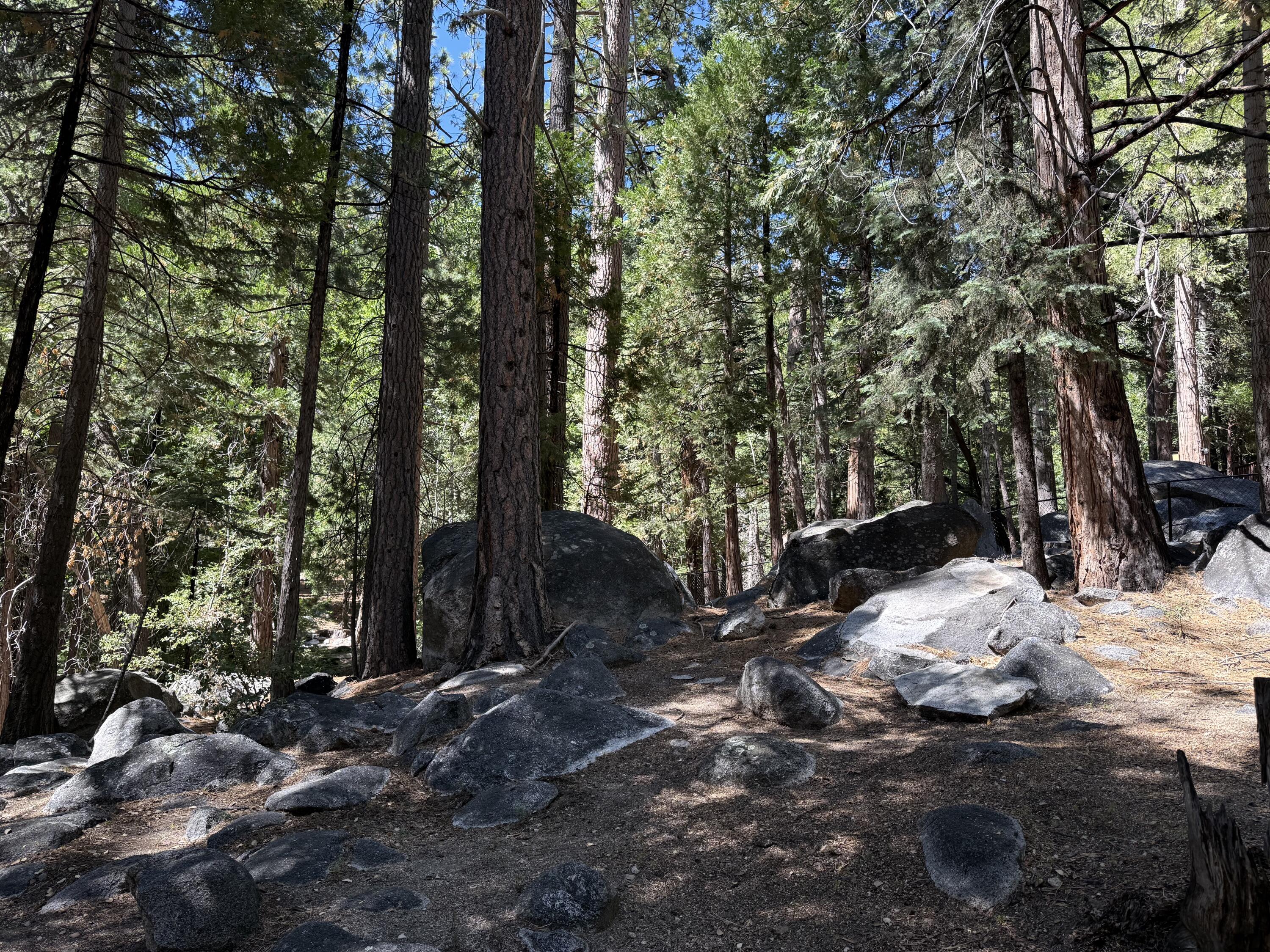 24565 Fern Valley Road Idyllwild, CA 92549 - Photo 11 of 17 a view of a backyard with trees