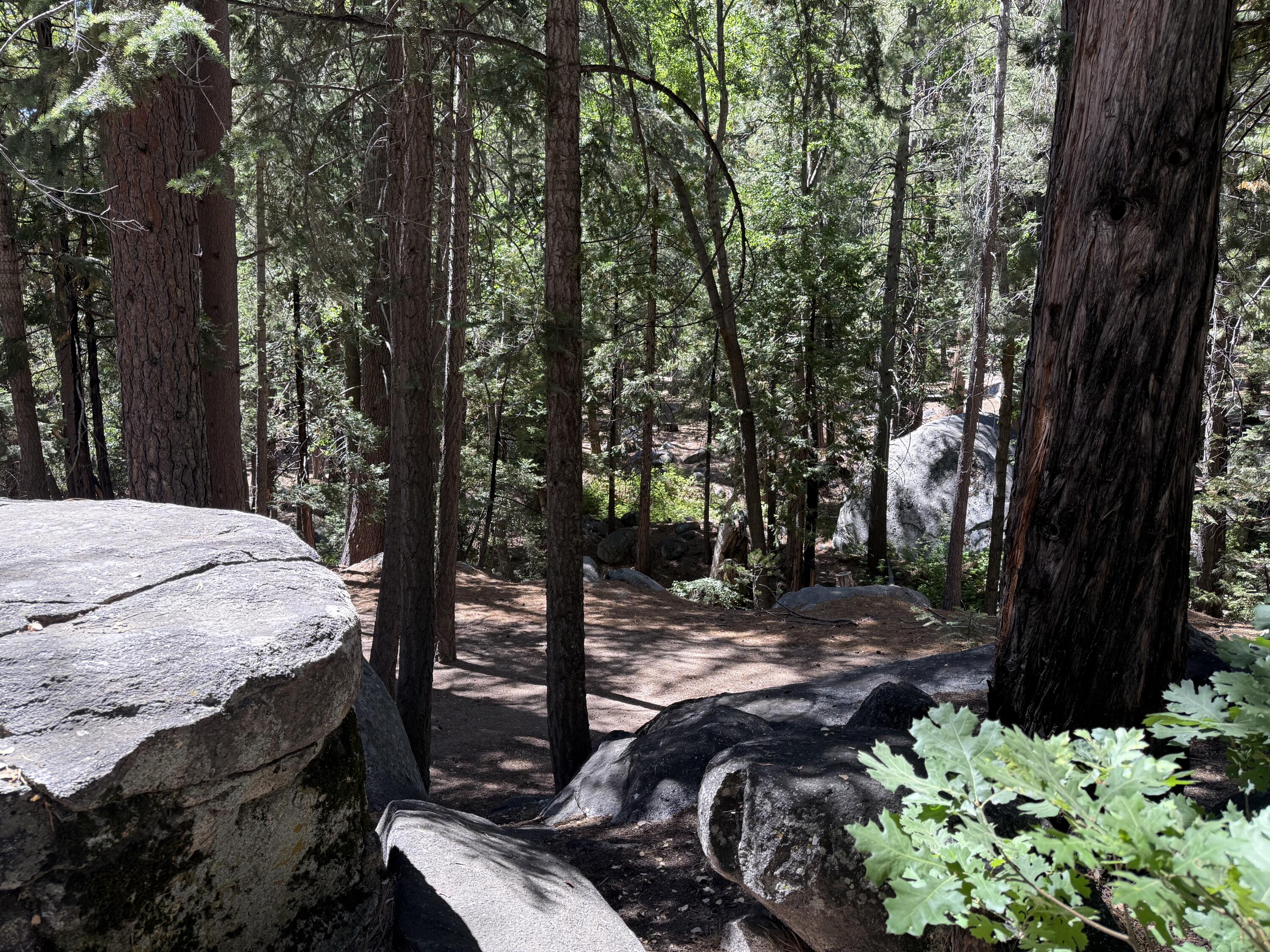 24565 Fern Valley Road Idyllwild, CA 92549 - Photo 12 of 17 a view of a backyard with large trees