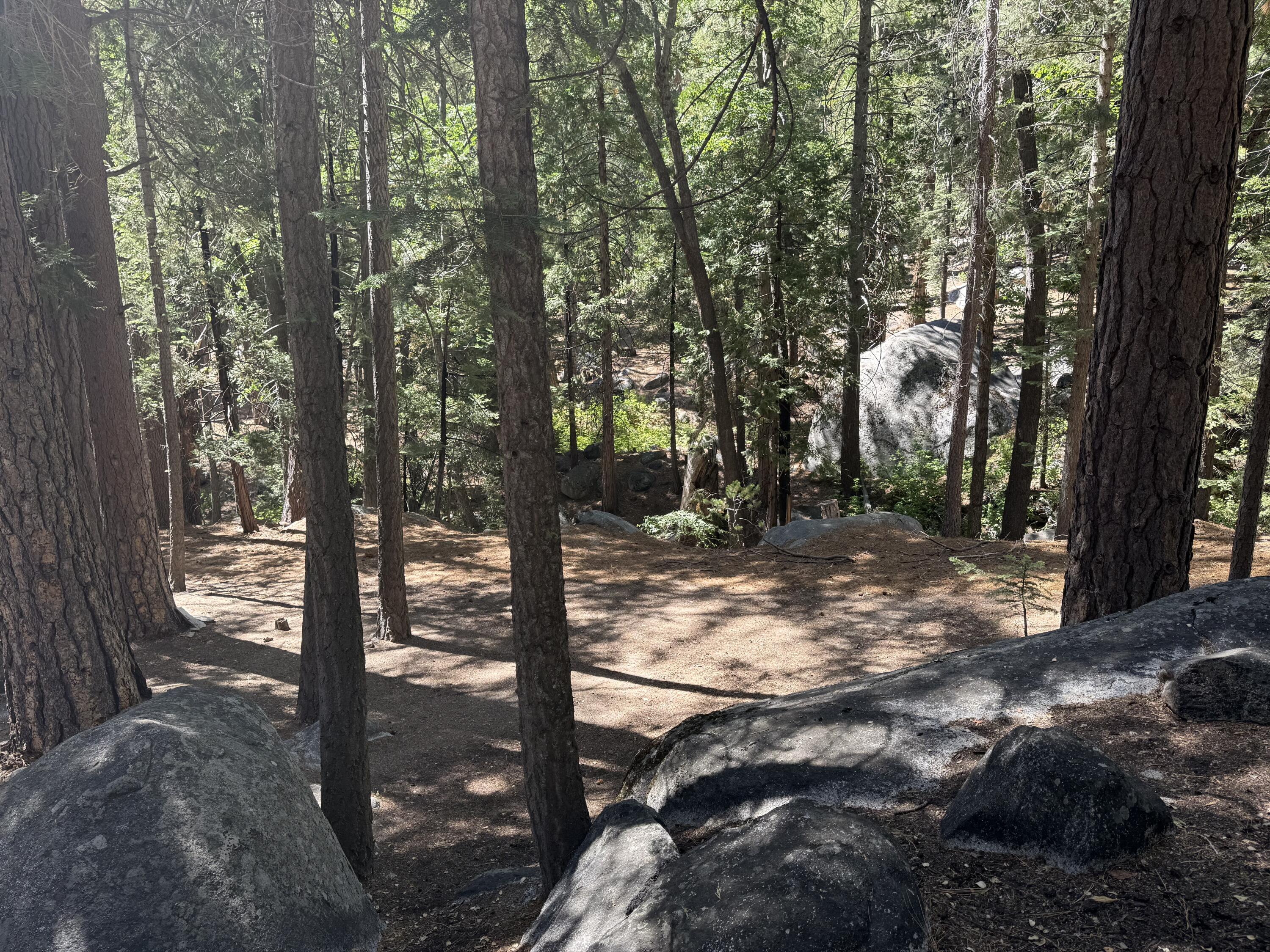 24565 Fern Valley Road Idyllwild, CA 92549 - Photo 13 of 17 a view of a tree with a yard
