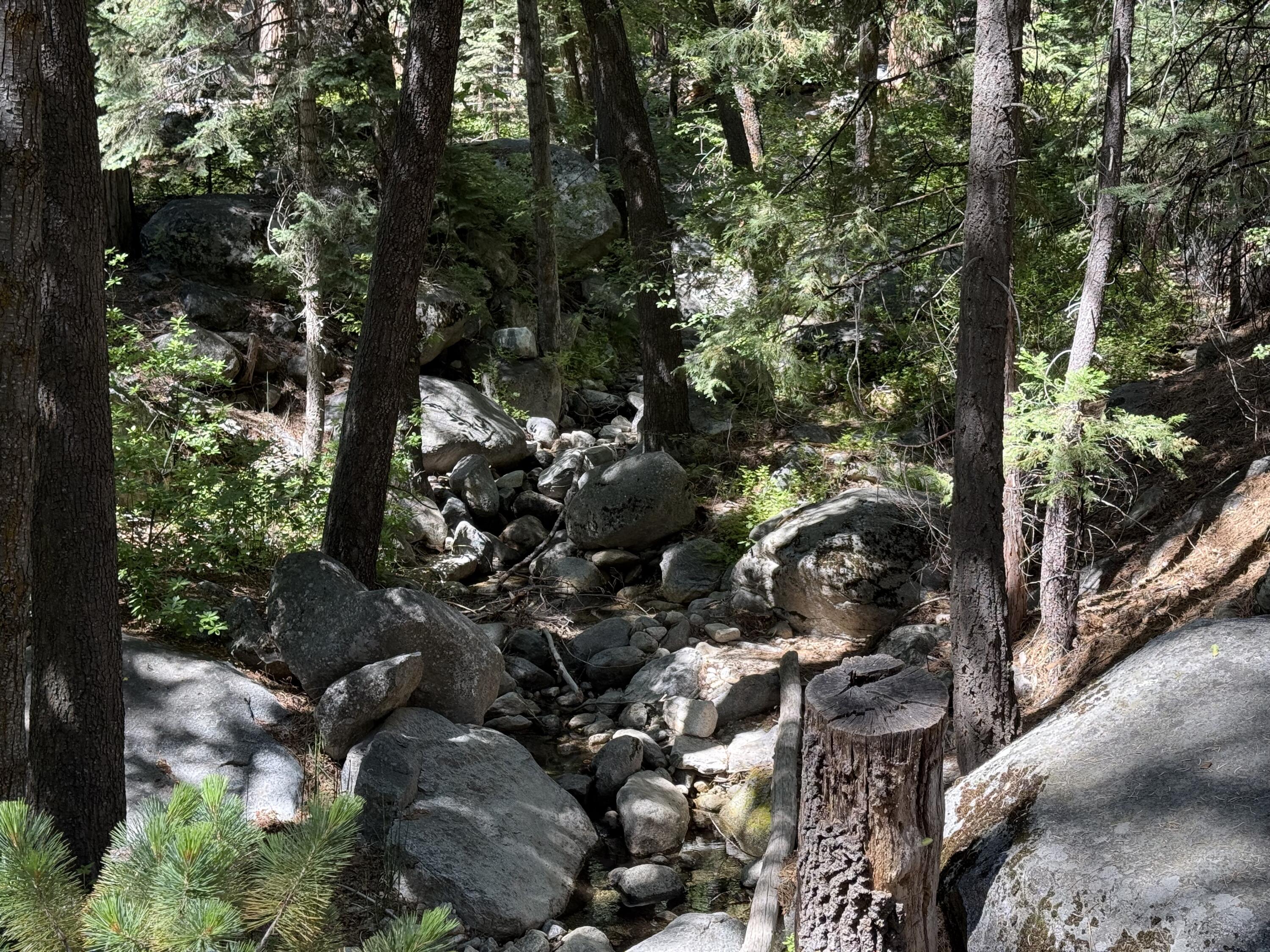 24565 Fern Valley Road Idyllwild, CA 92549 - Photo 16 of 17 a picture of tree