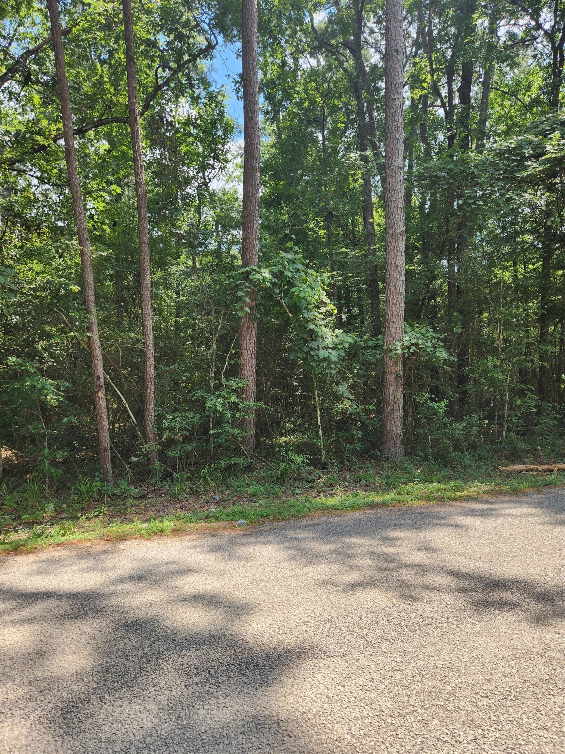 a small yard with large trees and plants