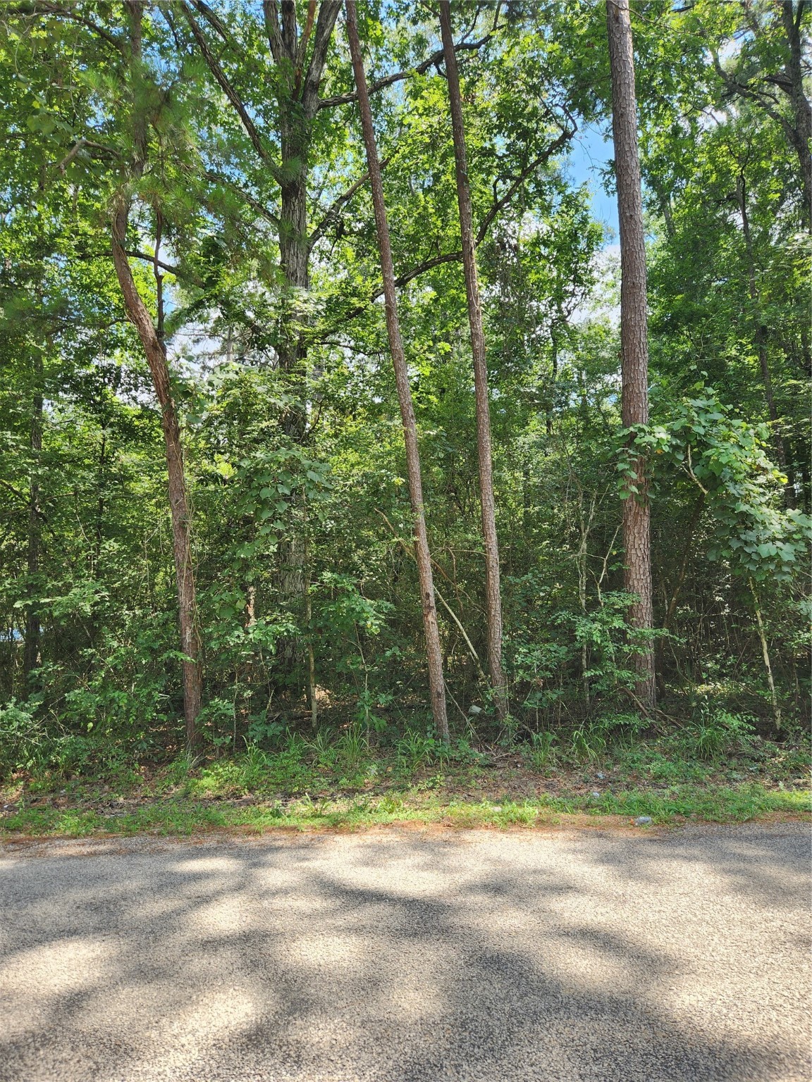 373 County Road 373 Splendora, TX 77372 - Photo 2 of 2 a backyard of a house with lots of green space
