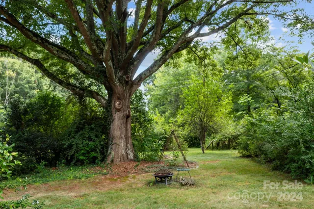 a view of a tree in a yard