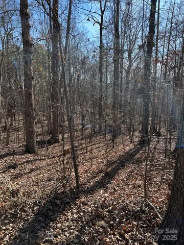 a view of a forest with trees