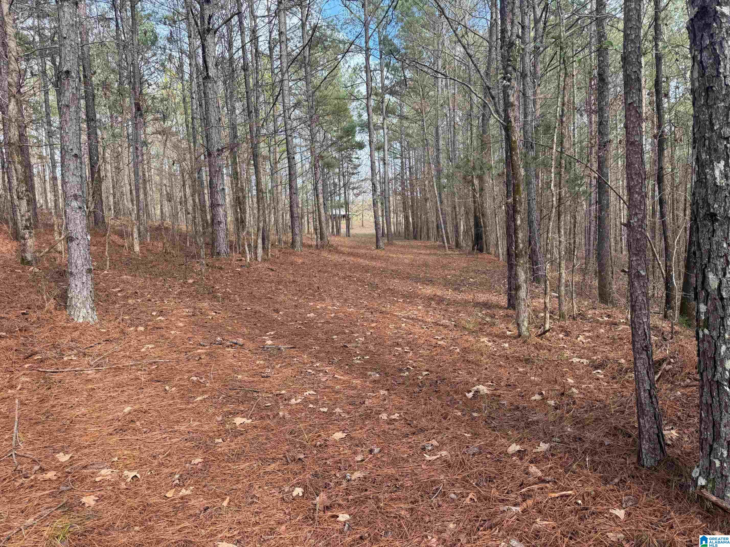 3953 Logan Martin Dam Road Cropwell, AL 35054 - Photo 79 of 99