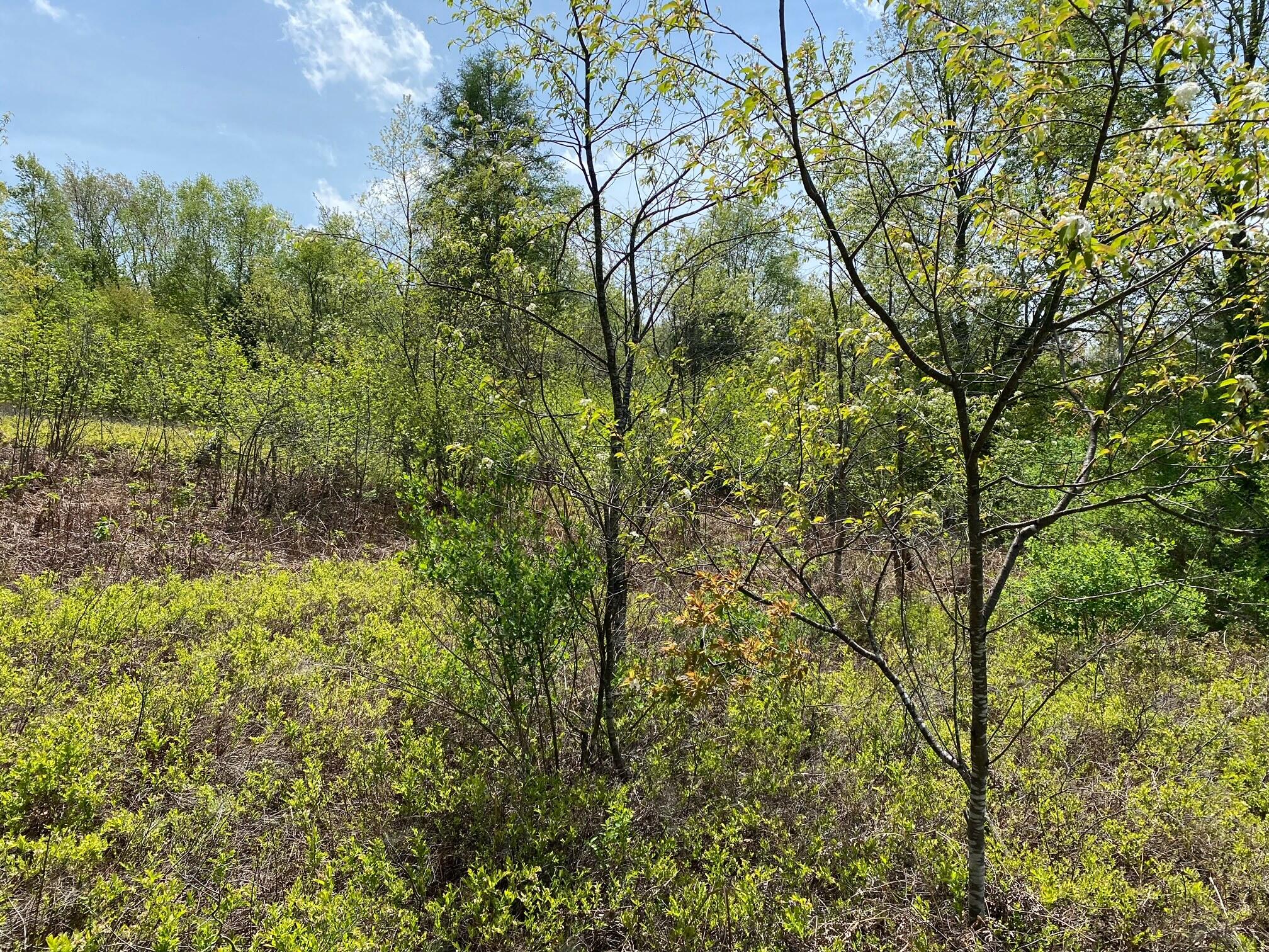 Crestview Drive Cadillac, MI 49601 - Photo 12 of 16 13