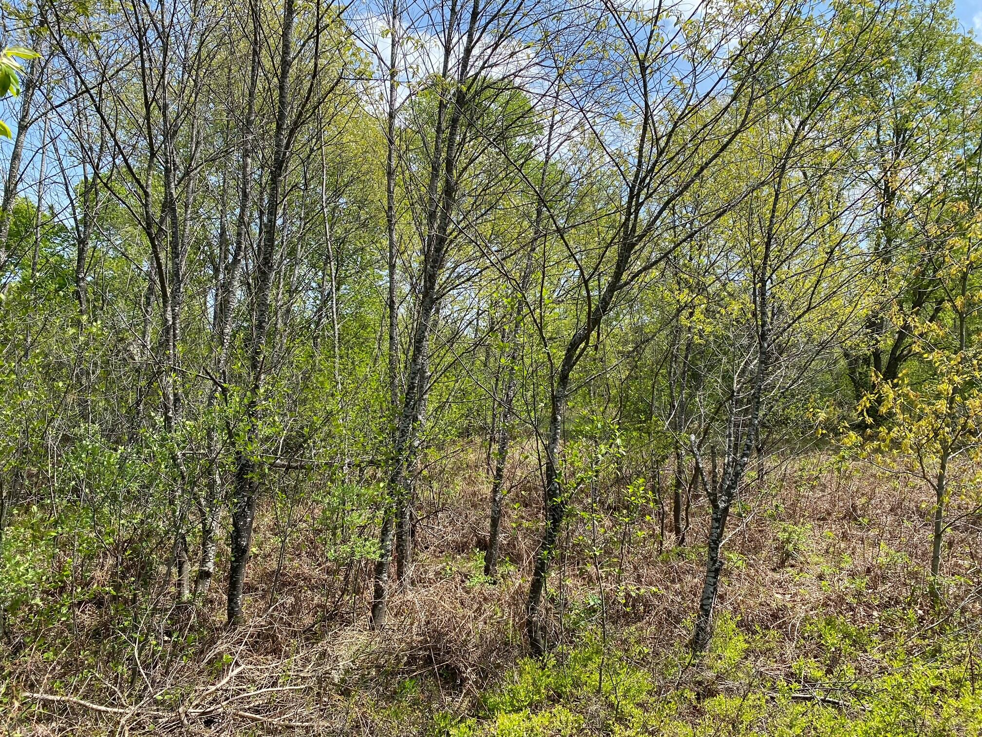 Crestview Drive Cadillac, MI 49601 - Photo 13 of 16 14