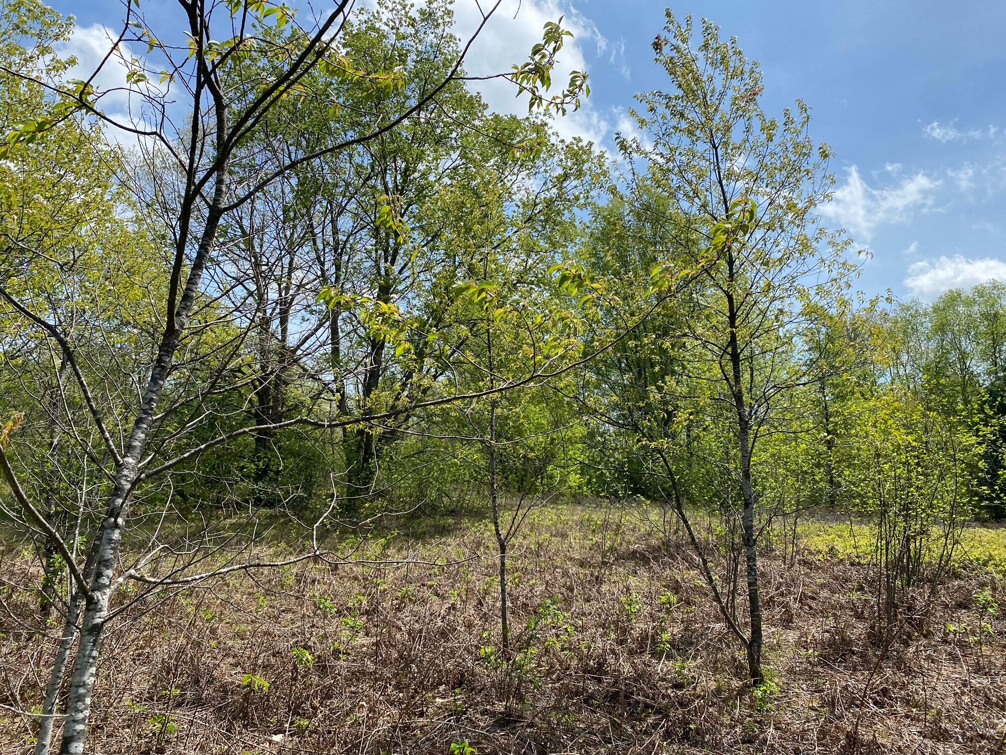 Crestview Drive Cadillac, MI 49601 - Photo 7 of 16 4