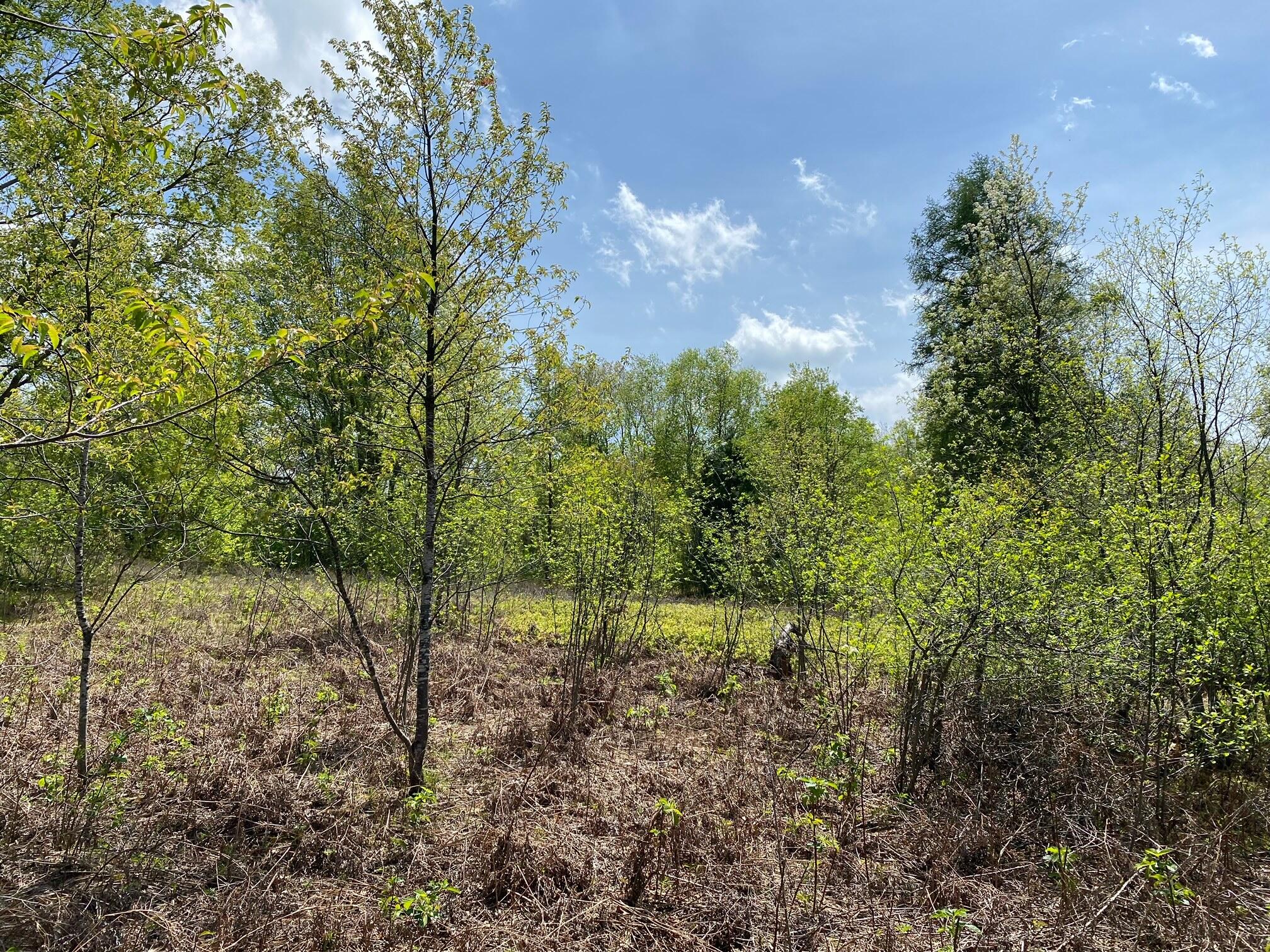 Crestview Drive Cadillac, MI 49601 - Photo 8 of 16 8