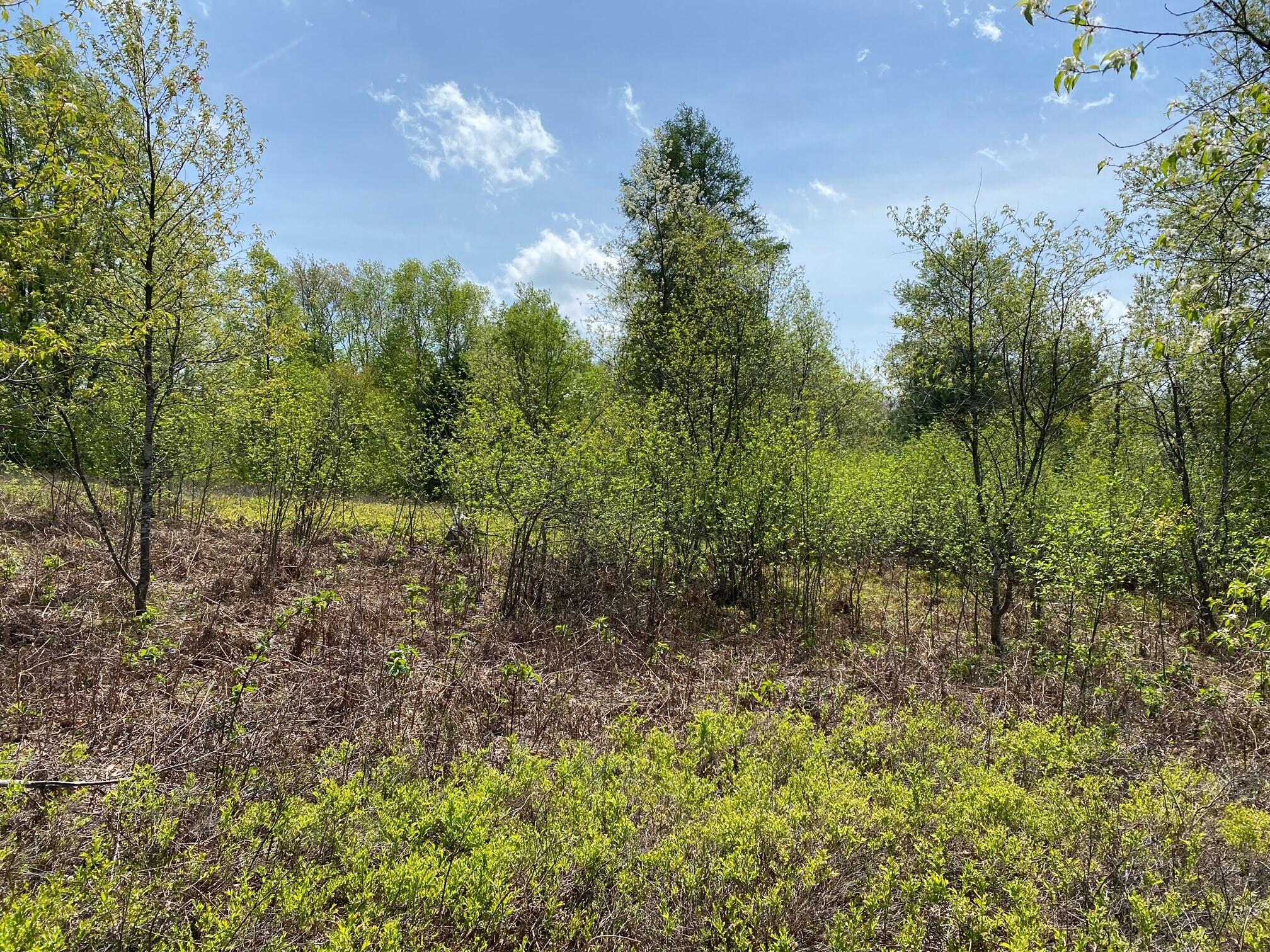 Crestview Drive Cadillac, MI 49601 - Photo 9 of 16 10